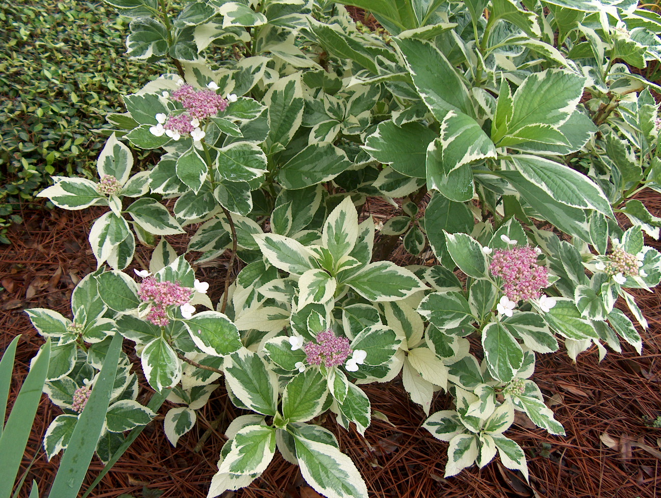 Online Plant Guide - Hydrangea macrophylla Tricolor  Variegated 